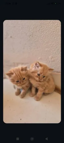 Gato