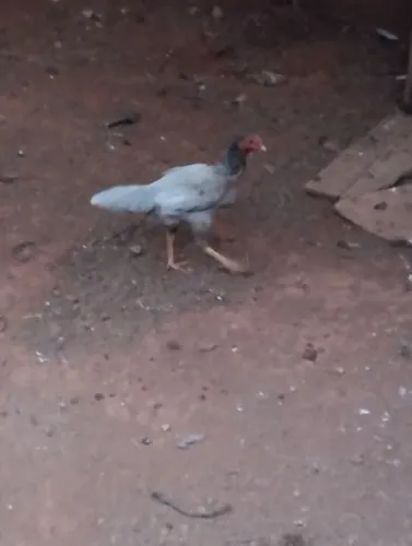 Galinha caipira 