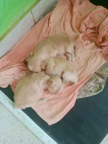 Filhote Lhasa Apso com poodle