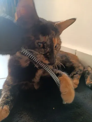 Gatinha pra doação
