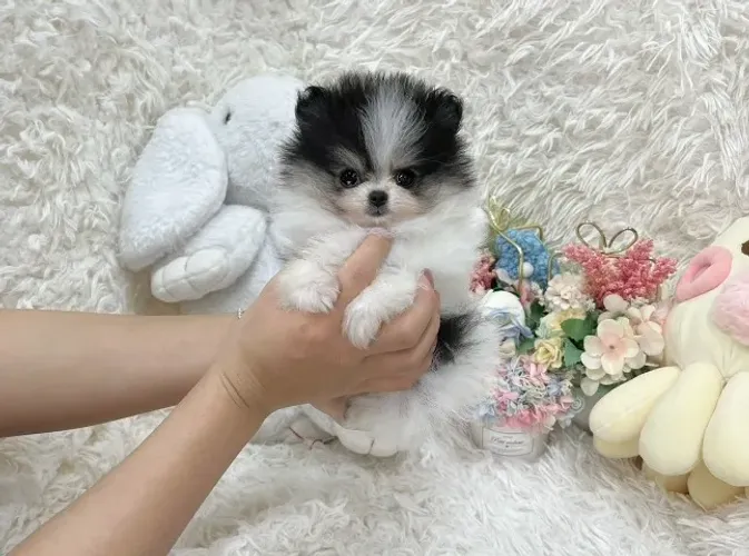 Cãozinho spitz alemão/lulu da pomerânia linhagem selecionada saudável