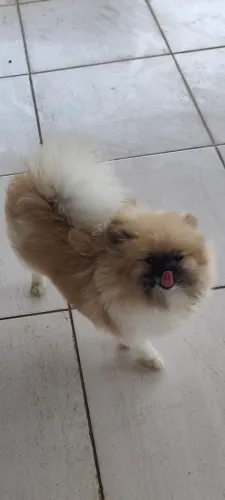 Lulu da Pomerânia