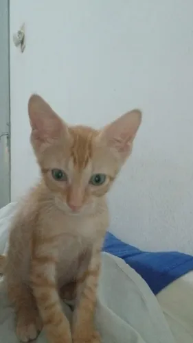 Gatinhos filhotes 