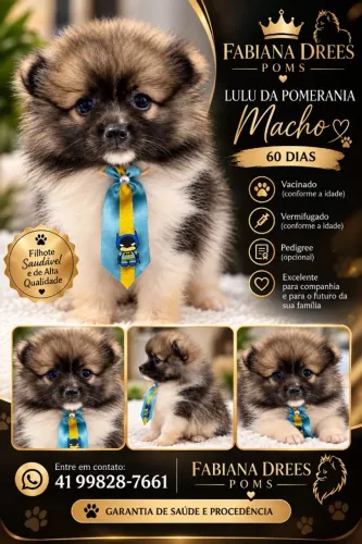Lulu da Pomerânia/Spitz Alemão Anão