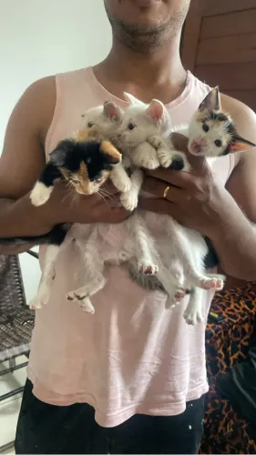 Gatinhos para doação 