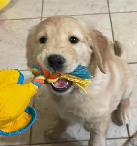 Filhote Golden Retriever, Os peludinhos mais fofos esperando por você!