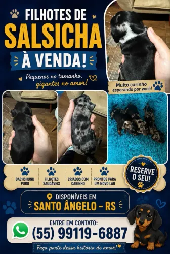 Venda filhotes de salsicha