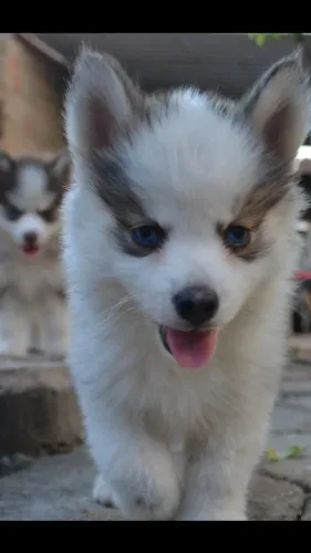 Filhotes pomsky disponível 