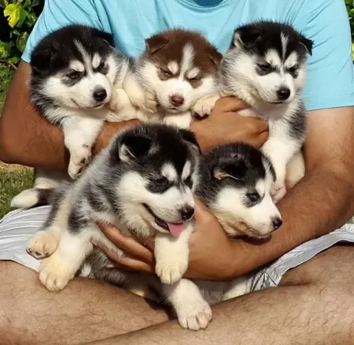 husky siberianian - leve o seu agora