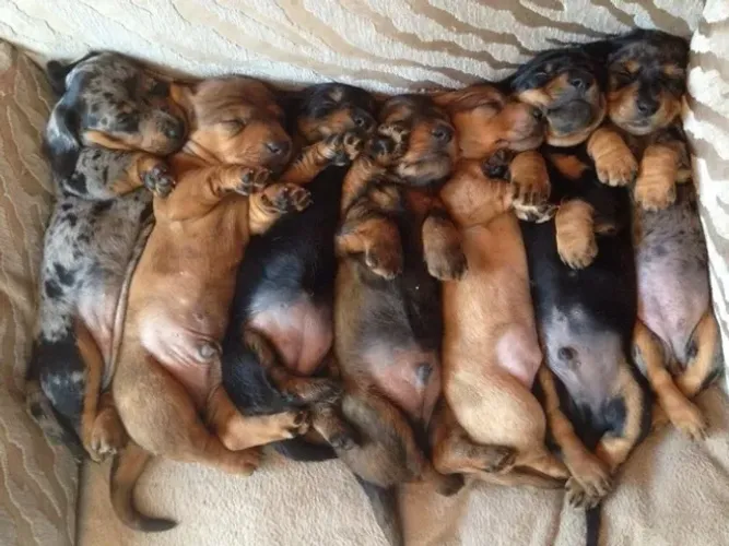 Teckel/Salsicha/Basset: atento, carinhoso e cheio de vida.