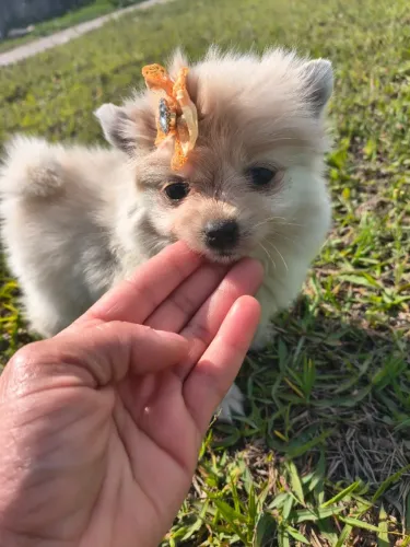 Temos spitz fêmea e macho disponível macho 1,300 fêmea 2,700 vacinados