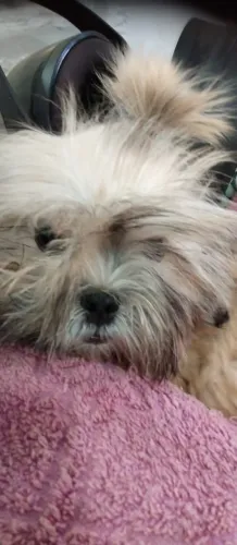 cachorro Shitzu fêmea,2 meses de vida vacinada vermífugo,entra em contato *