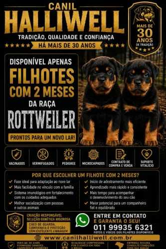 FILHOTE DE ROTTWEILER - 2 MESES | PEDIGREE | MICROCHIP | CANIL HALLIWELL