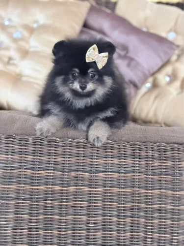 Filhotes de Lulu da pomerânia