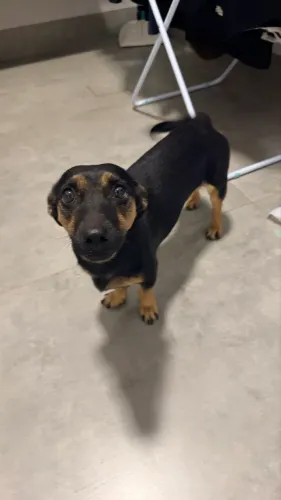 Cachorro pequeno porte para adoção- doação Estrela