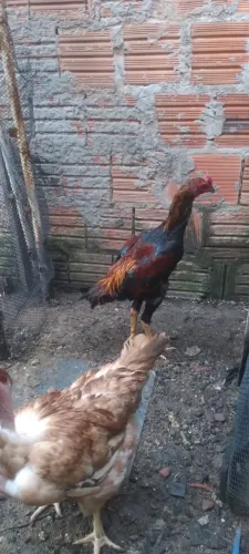 Galo de raça 