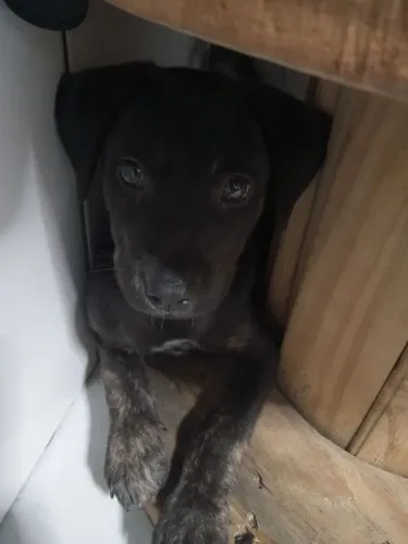 doação de cachorro