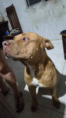 Procuro uma fêmea para cruzar