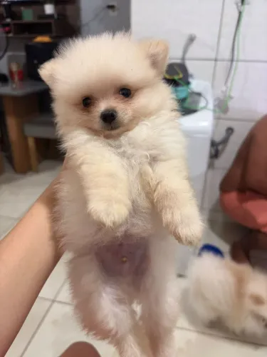 Vende se filhote lulu da palmerania