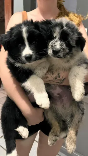 Filhotes de Border Collie