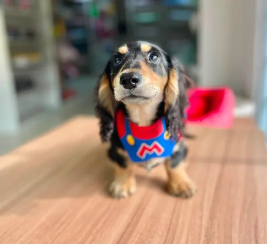 Dachshund salsicha