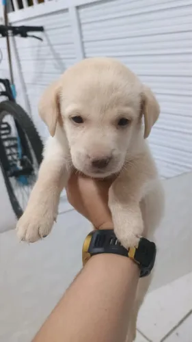Vendo Cachorro filhote labrador original macho