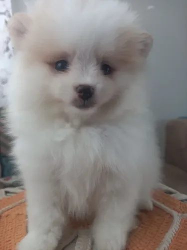 Filhote de Spitz Alemão femia