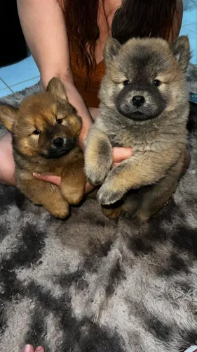Filhote Chow Chow