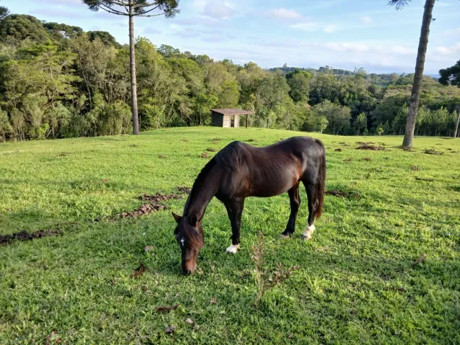 Vendo cavalo