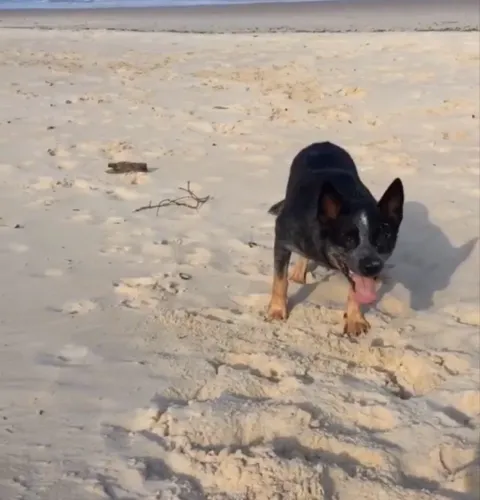 Blue Heeler