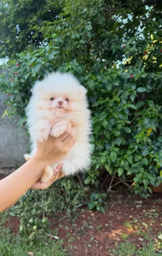 Spitz alemão menino 