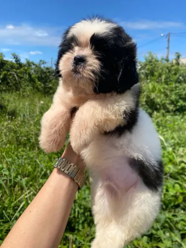 Shih tzu