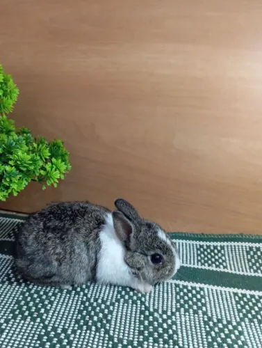 Mini coelhos Netherlands