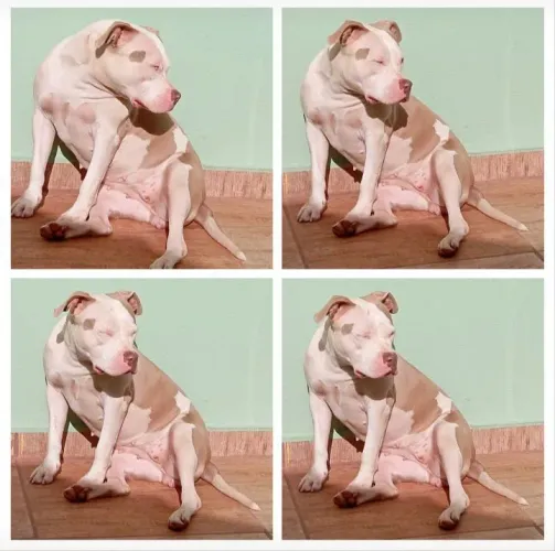 Pet
