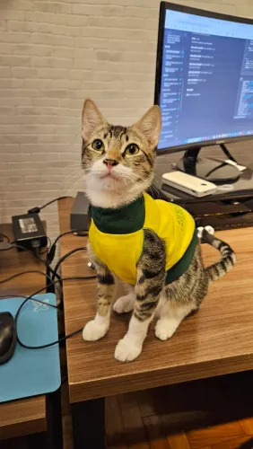 Gatinho amoroso machinho 4meses
