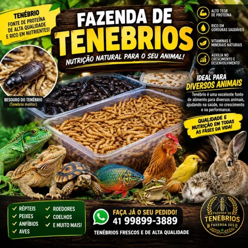 TENEBRIO MOLITOR 