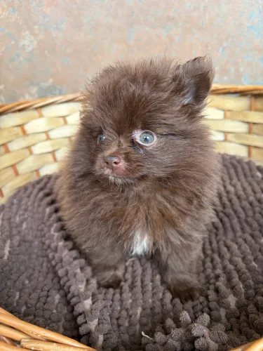 Lulu - Spitz alemão
