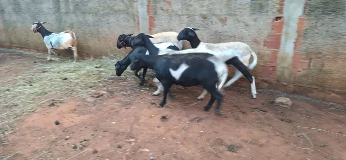Carneiro e ovelhas