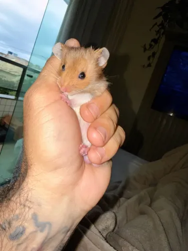 Hamster Sírio Macho