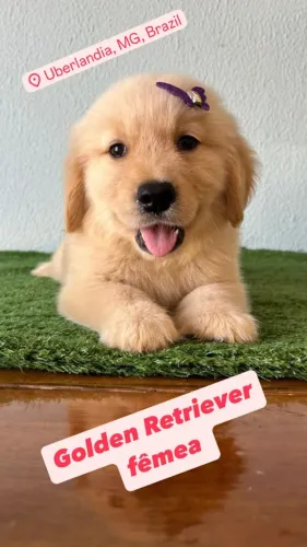 Golden Retriever macho & femea de pronta entrega