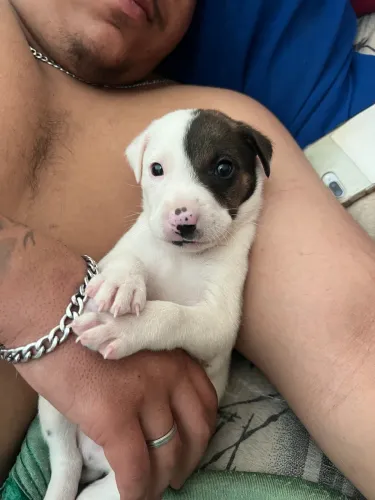 Pitbull 