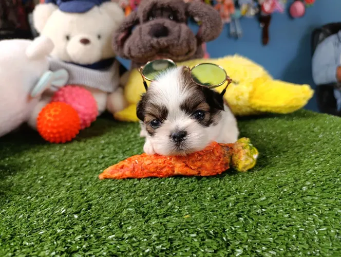 Shihtzu macho 
