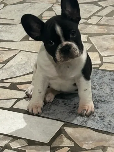Buldogue francês puro 