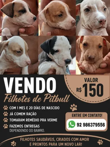 Filhotes de pitbull 