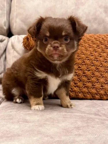 Filhote de chihuahua 