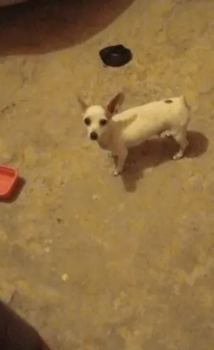 Cachorro