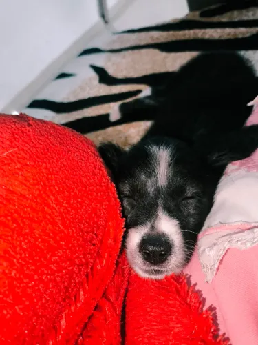 Doa-se Cachorra Femea