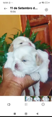 Filhote de Shih tzu macho