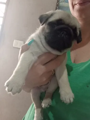 Filhotes de Pug macho