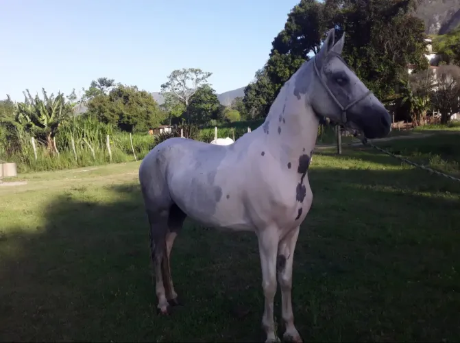 Vendo Cavalo íntegro/Pampa D água/Lindo e sem manias!! Ótimo para qualquer idade!!